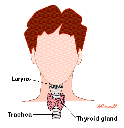 larynx.gif