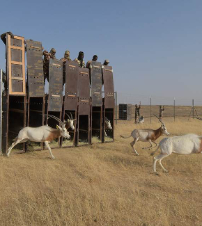 Gazelles being set free in Chad as part of efforts to halt their extinction