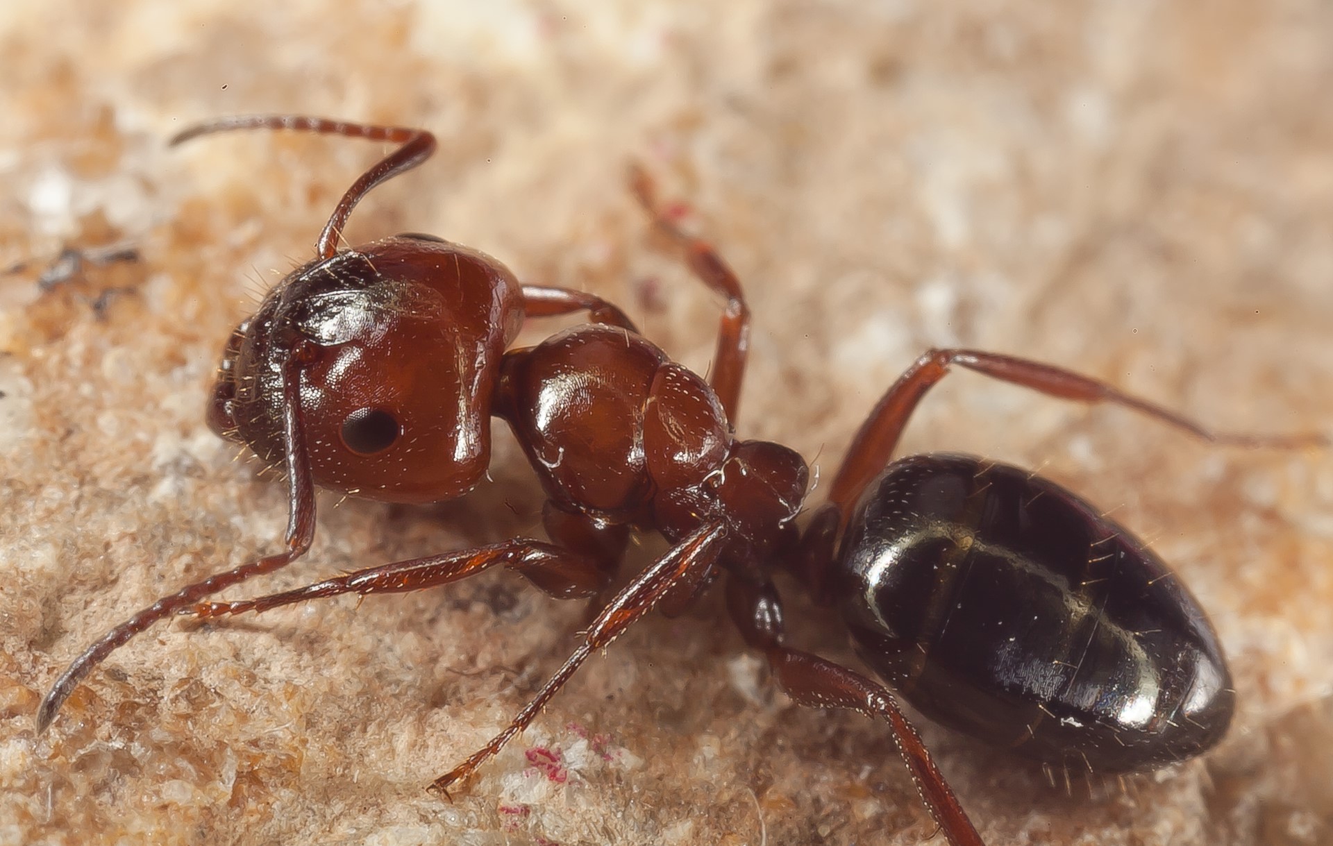 Hormiga Camponotus lateralis. Imagen tomada por Carlos del Pico Pons