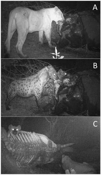 Lions and hyaenas sharing carrion
