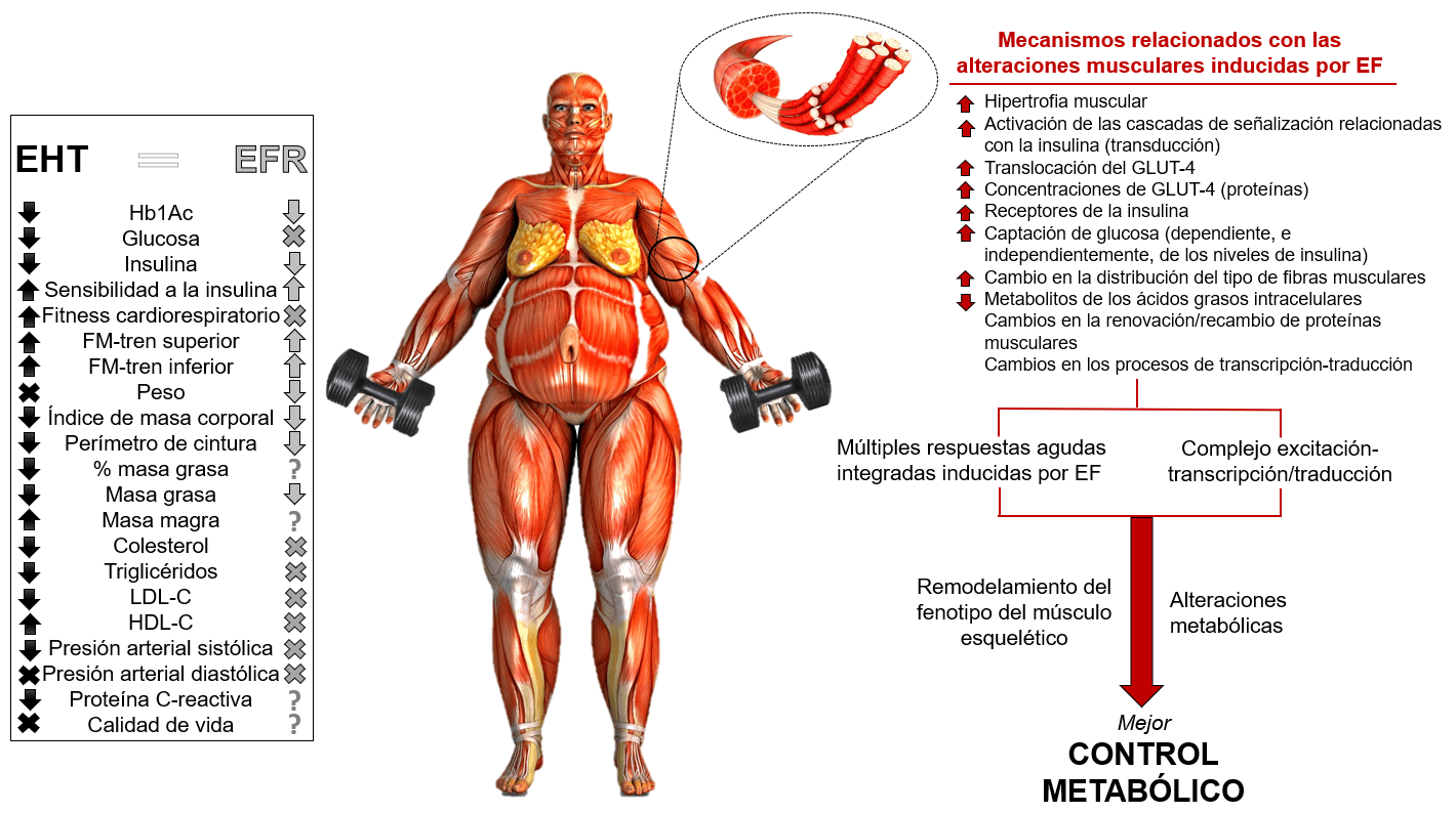 An animated obese human body holding weights