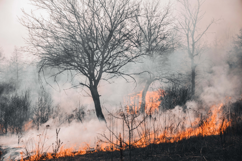 pasto, matorral y árboles ardiendo durante un incendio forestal