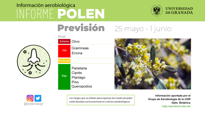 Gráfica del informe polen de 25 de mayo