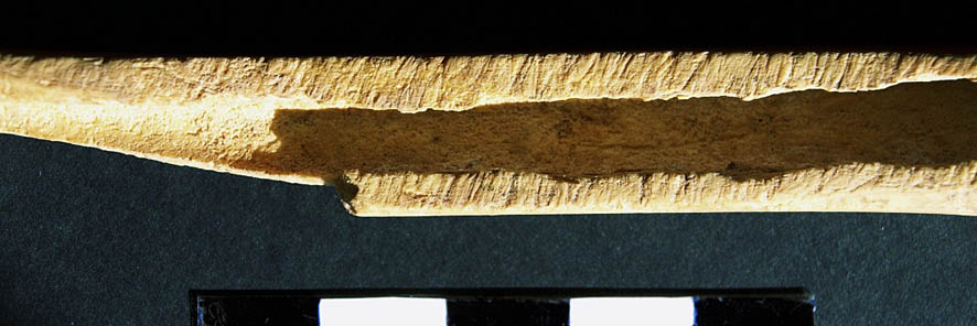 Altamirano Lam 1.tif