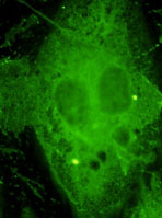 Células SMC A-10, teñidas por inmunofluorescencia indirecta frente al colágeno 2