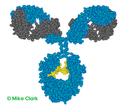 modelo de anticuerpo