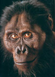 hominido