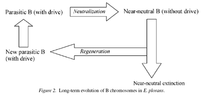 B-chromosome cycle