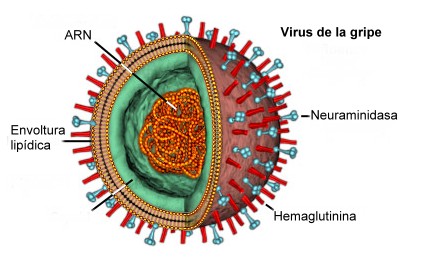  - virus-gripe