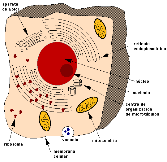 celula procariota y eucariota. de una célula eucariota