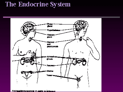 endocrinesystemslide1.gif