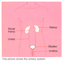 kidney1.gif