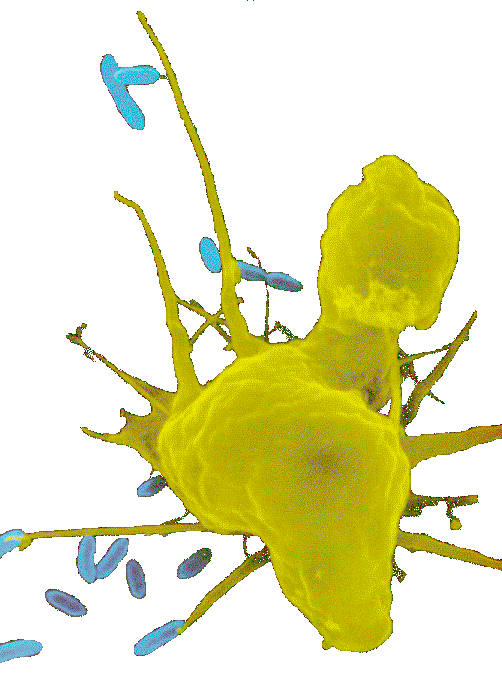 macrophage.gif