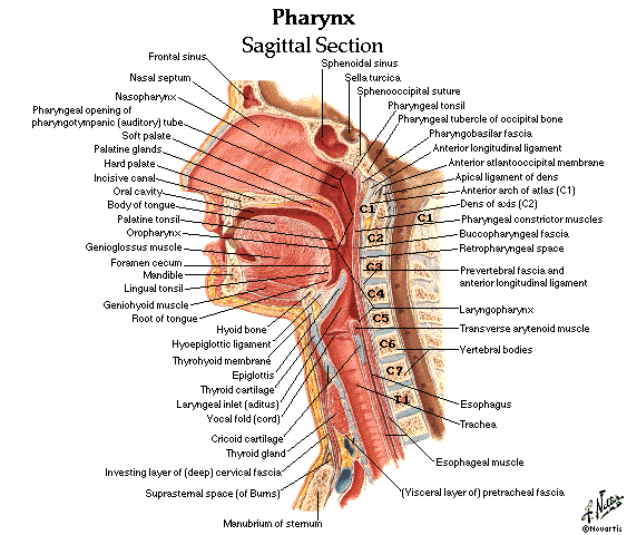 pharynximage.gif