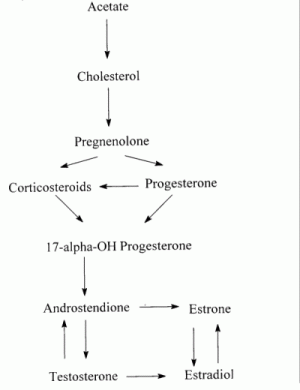 Sintesis de las hormonas esteroides