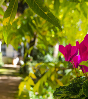 Flowers in the botanical garden of the UGR
