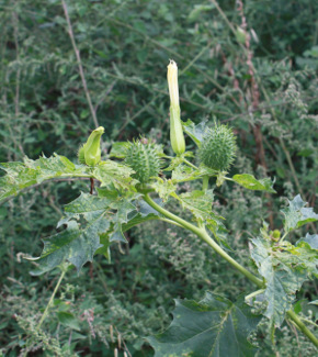 Stramonium plant