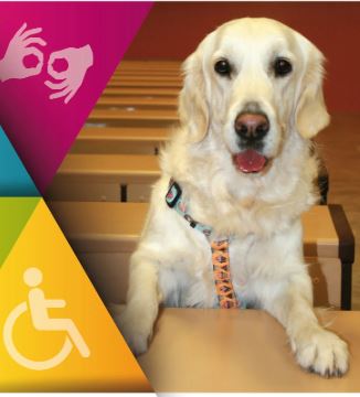 La UGR estrena el proyecto pionero en España RELAX-UGR-DOG