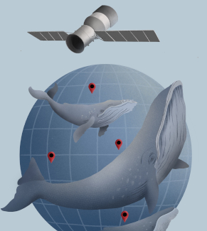 An image of a whale being tracked by a satellite