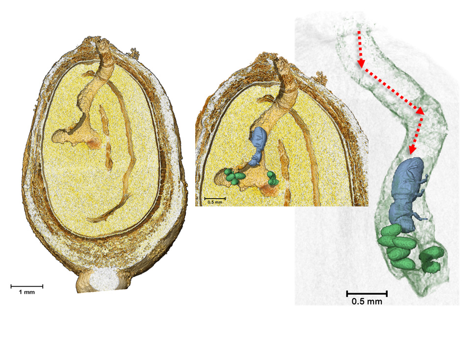 Científicos de la Universidad de Granada, gracias a técnicas de microtomografía, desvelan aspe...