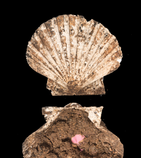 Image of the scallop showing the remains of the pigment (credit: Consorcio Ciudad Monumental de M...