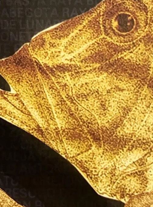 La UGR participa en ‘Ictionimia andaluza’, una publicación que asocia el nombre popular que ...