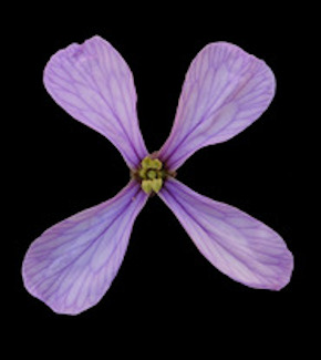 A purple petal