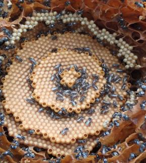 Tetragonula honeycombs showing (a) bull’s-eye patterns, (b) spiral patterns (c) double spirals,...
