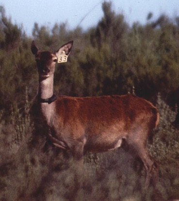 Imágenes de ciervos en la Reserva Biológica de Doñana.
