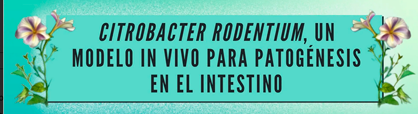 citrobacter