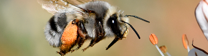 abeja volando