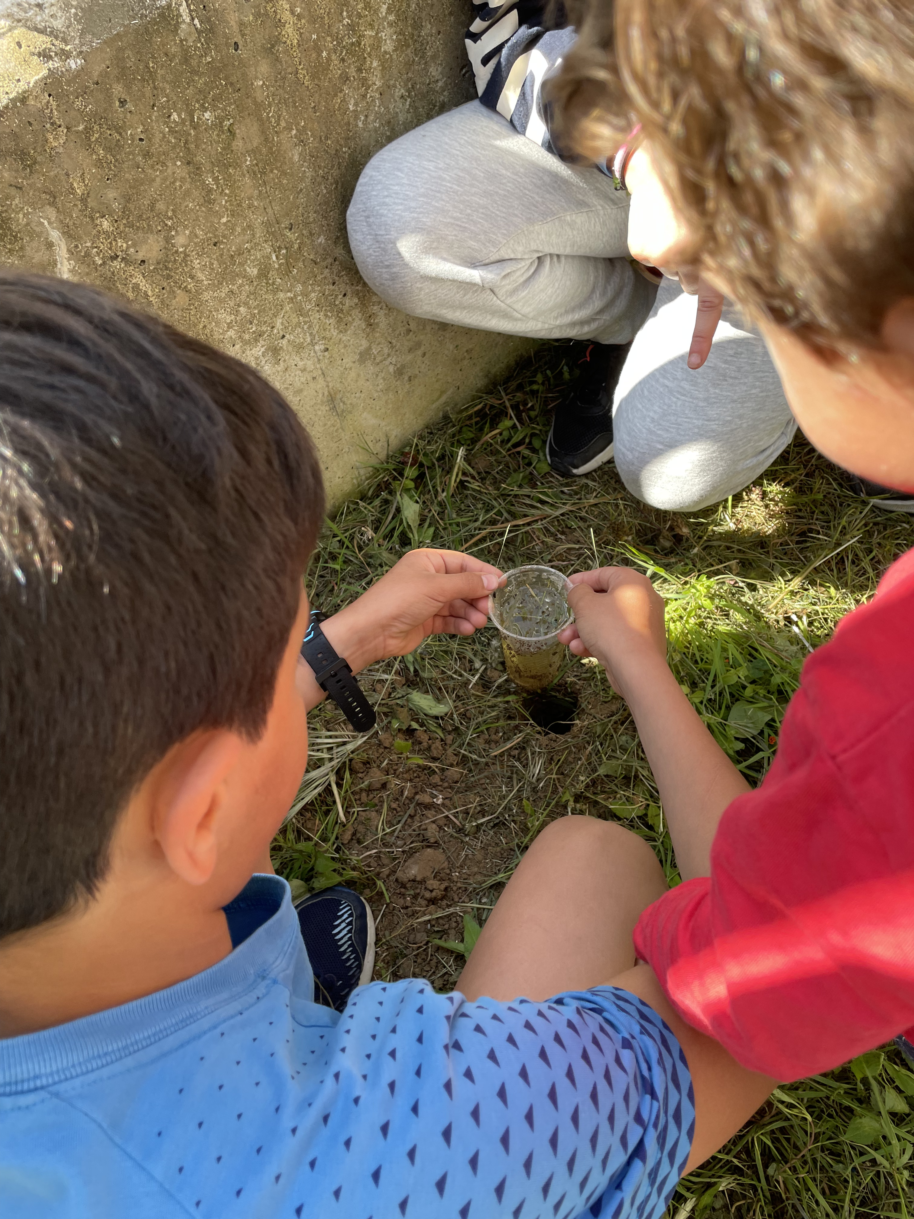 escolares recopilan insectos en el patio de su colegio