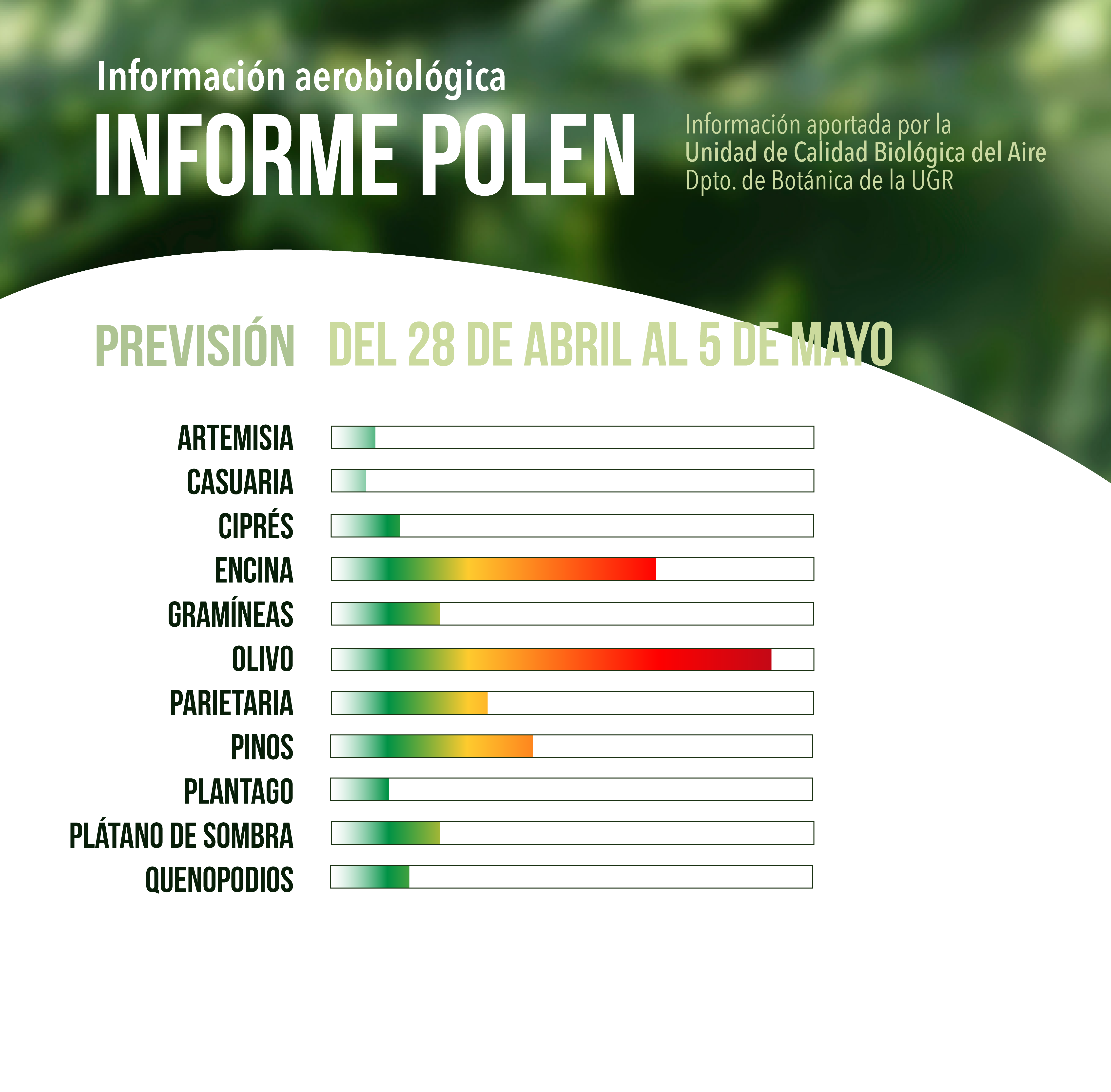 alerta de los elevados niveles de polen de olivo en la ciudad de Granada