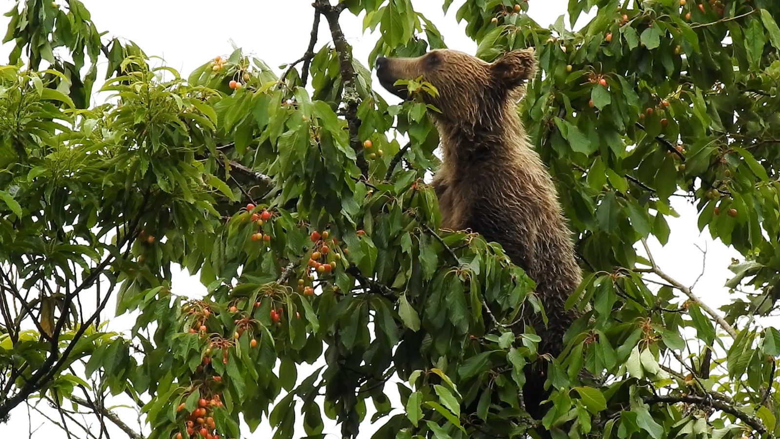 cambio climático sobre el cerezo silvestre y sus efectos en el oso pardo