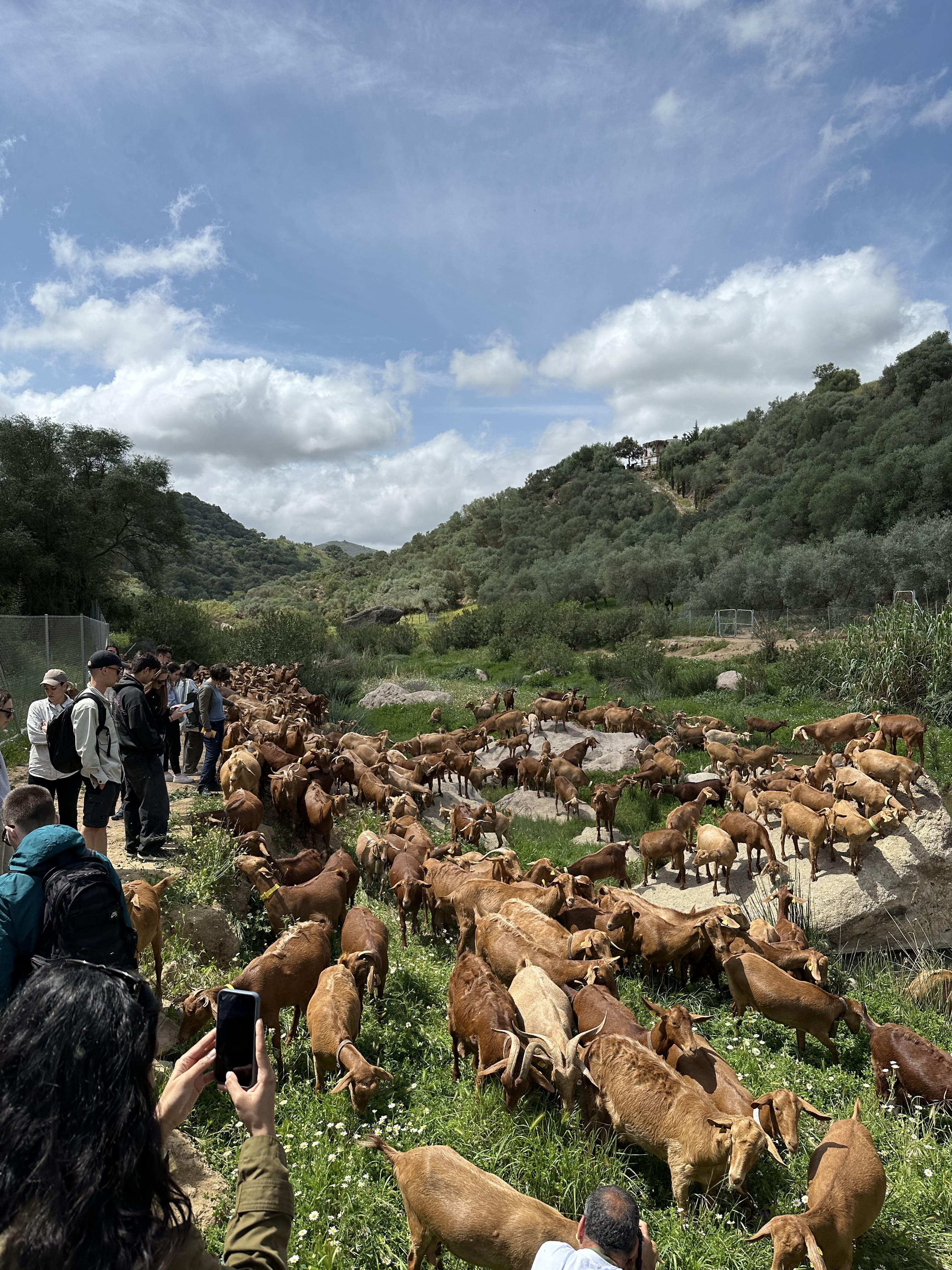 desafíos y valores de la ganadería extensiva en Andalucía