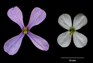 Two petals; one purple and one white