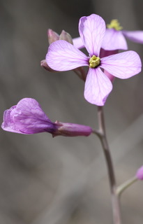 A purple flower