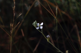 The summertime flower