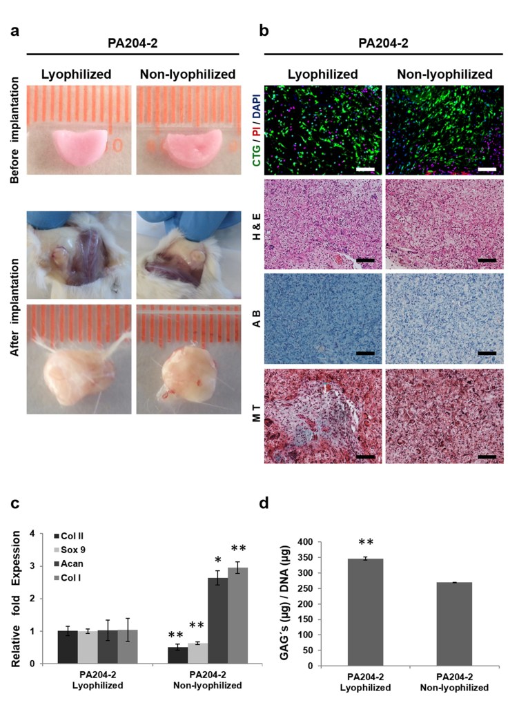 Maintenance of the specific characteristics of cartilage after implantation in immunocompromised mice for 3 weeks