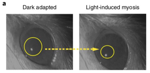Pupillary constriction behavior of blind rats injected with nanoparticles in darkness and light. In light, the pupil of blind rats injected with nanoparticles is restricted as it is with the pupils of sighted rats.