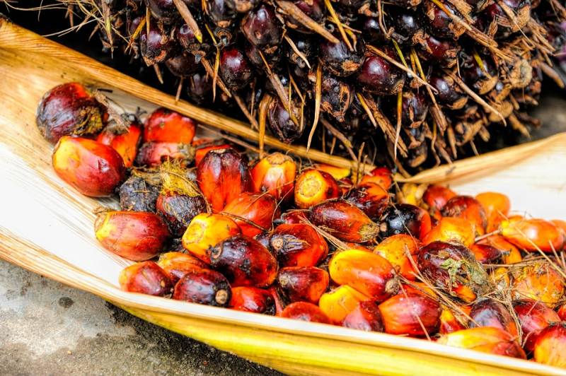 semillas de las que se extrae el aceite de palma