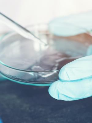 Scientist dropping chemical liquid into petri dish in a laboratory