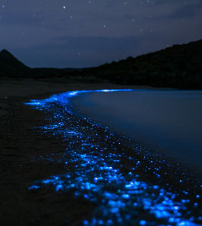 A glowing plankton bloom on a shoreline late at night