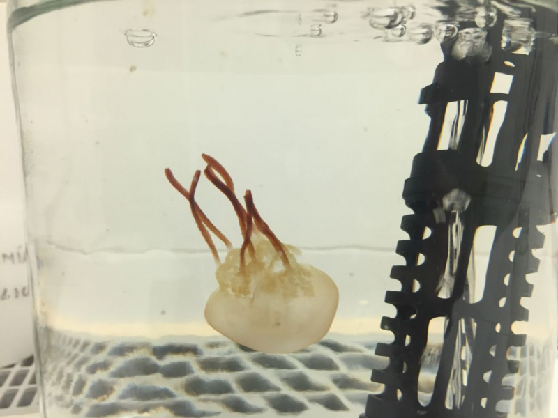 CEI·Mar y CSIC organizan un taller sobre herramientas útiles para gestionar poblaciones de medusas