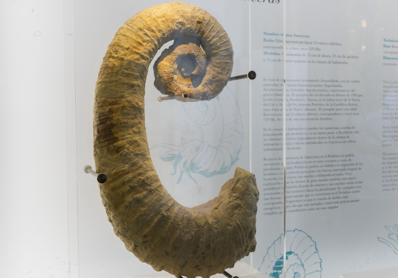 Una ‘Emericiceras’ de 129 millones de años, nueva ‘pieza destacada’ de la colección pat...