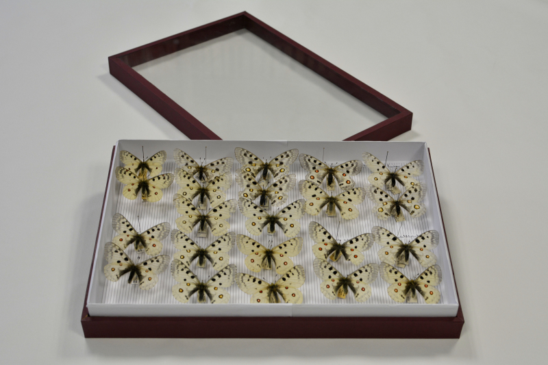 Inauguración de la exposición “Las colecciones entomológicas del departamento de Zoología”