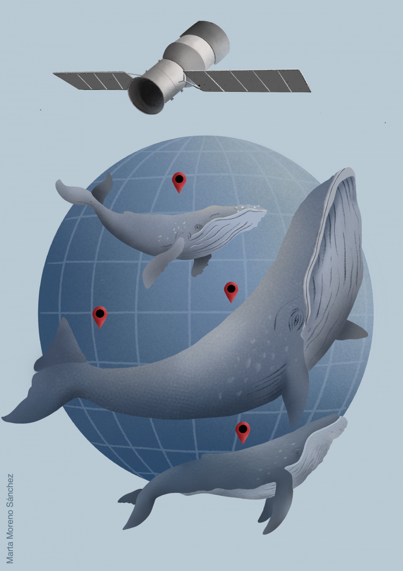 Científicos desarrollan un método con inteligencia artificial para la conservación de ballenas
