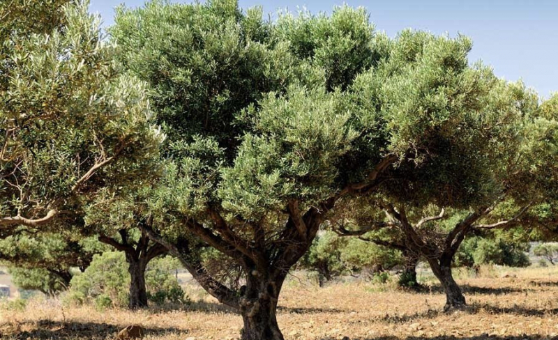 Finaliza INNOLEAF validación ingredientes innovadores hoja olivo
