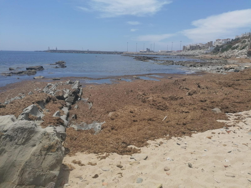 alga-invasora-litoral-andaluz