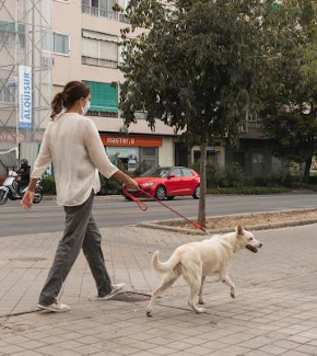 A girl walking her dog on the street